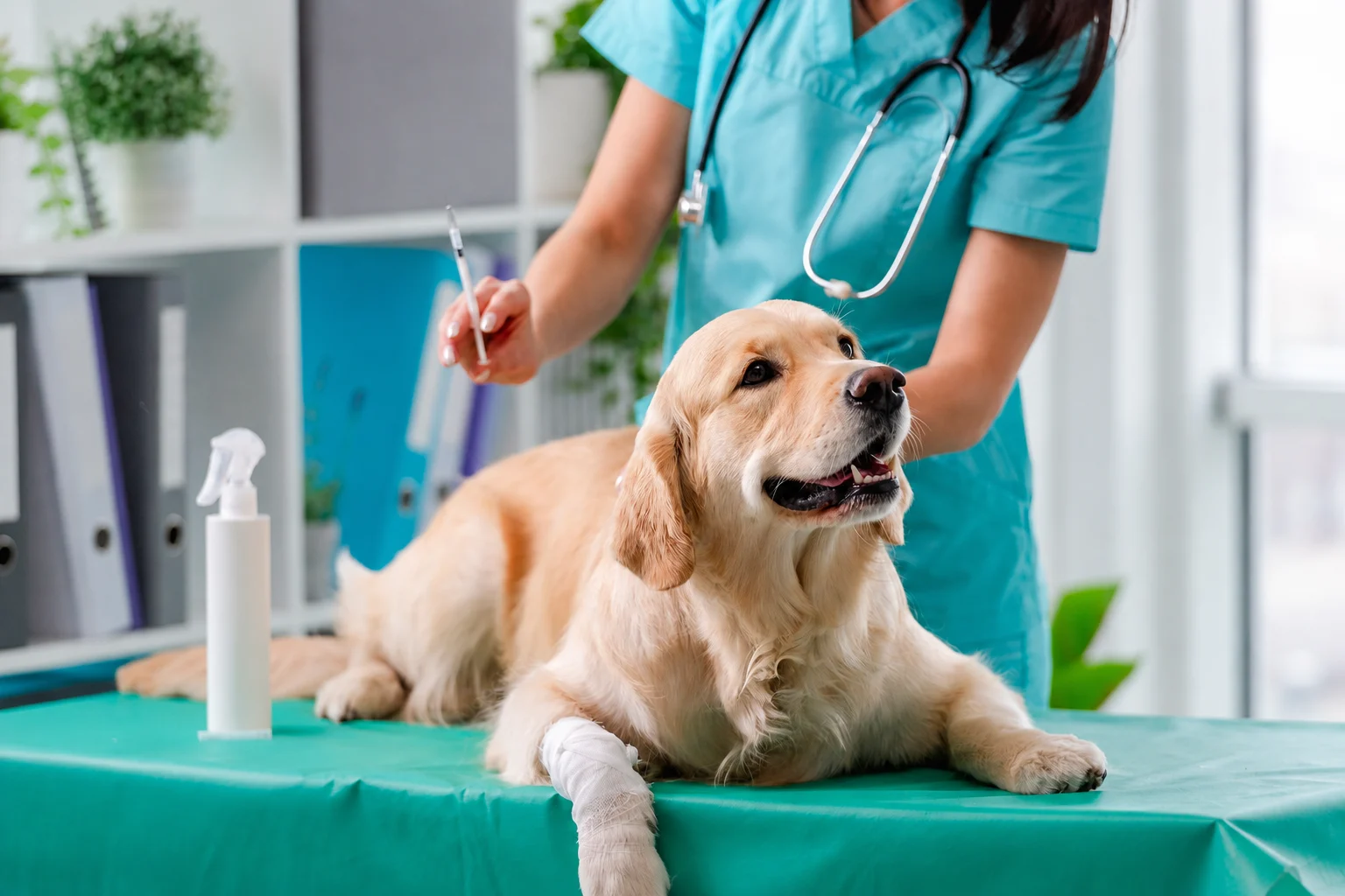 Companion Veterinary Clinic Dubai
