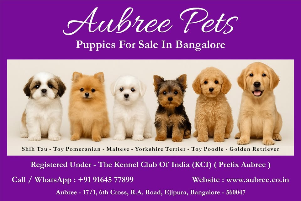 Premium Puppies for Sale in Bangalore | Aubree.co.in