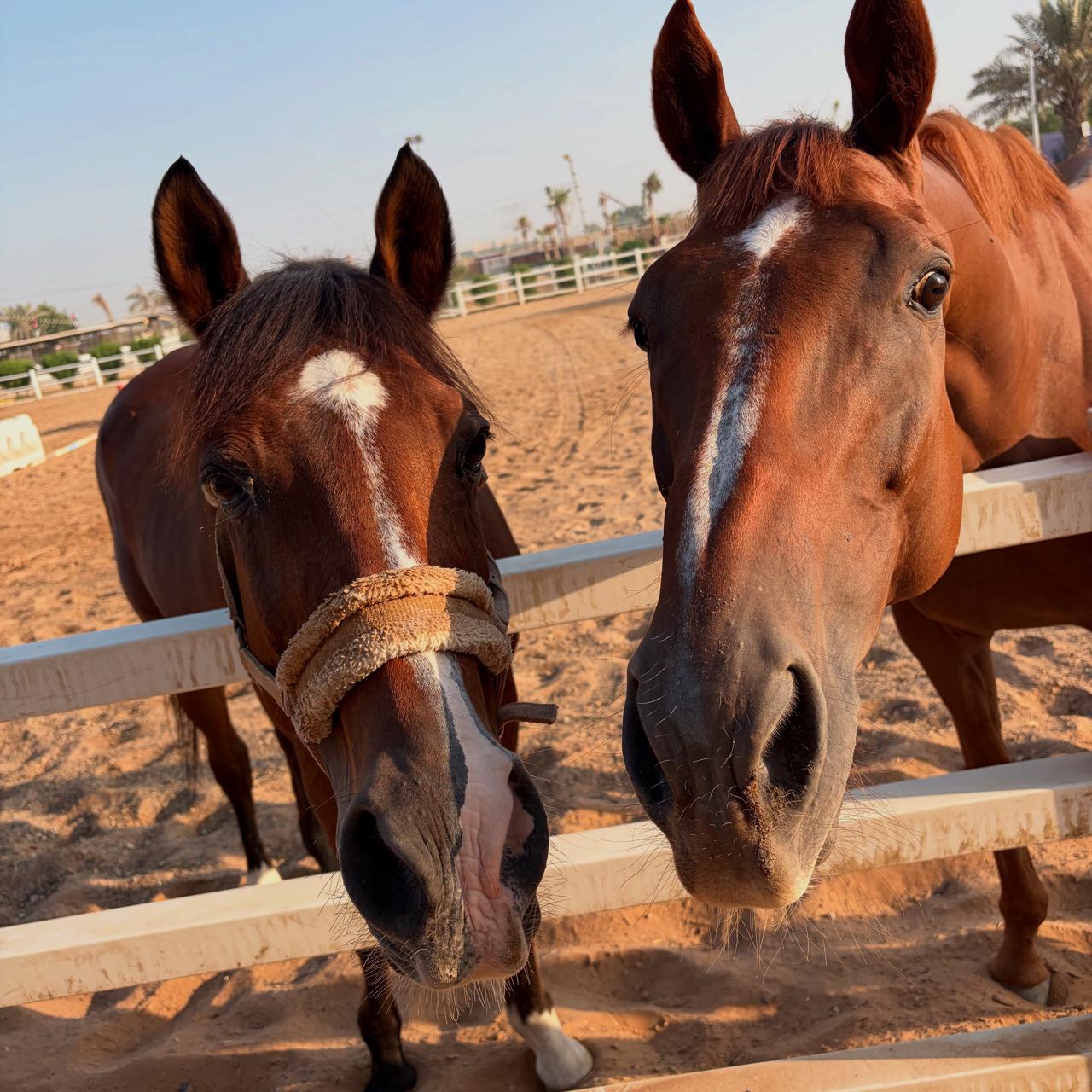 DXB Horse Riding