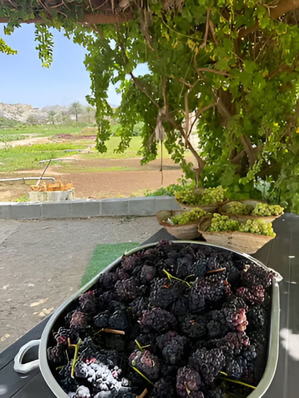 UAE-Grown Grapevines Flourish as RAK Farmer Produces Over 10,000 Seedlings Each Season